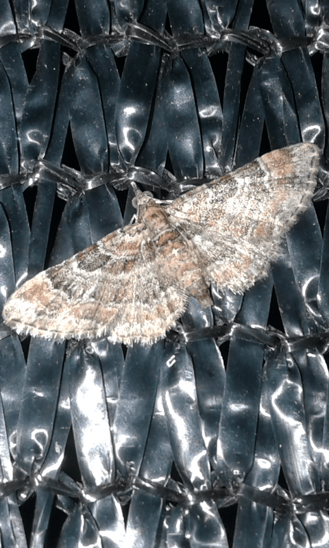 Gymnoscelis rufifasciata (Geometridae)  S